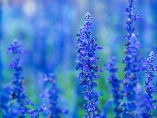 Obraz premium Blue Summer Flowers