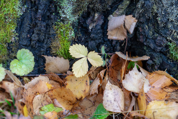 leaf
