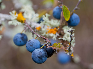 Endrinas (Prunus spinosa)