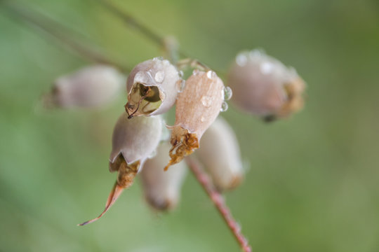 Flor seca de arga&ntilde;a o brecina bajo la lluvia (erica cinerea, calluna vulgaris)