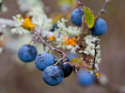 Endrinas (Prunus spinosa)