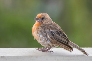 Close Up House Finch Bird with Orange Feathers Fluffed Out