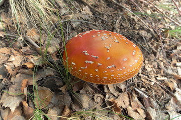 Red Toadstool Mushroom In Etna Park, Sicily