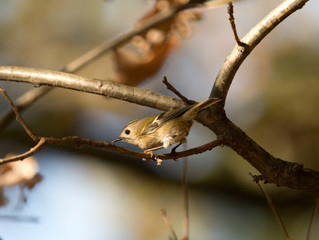 colorful bird sitting on a branch, regulus, bird 
