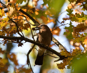 jay with a nut in its beak, autumn in the park, a small bird under the leaf, Poland