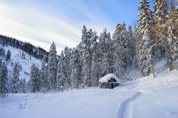 Winter wonderland in the taiga forest. Mountain ridge Miao Chan.  Khabarovsk region, far East, Russia. 