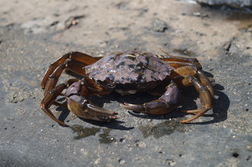 crab on the beach