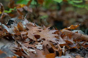Blätter im Wald Nahaufnahme