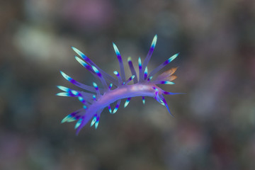 Colorful Flabellina Nudibranch in Indonesia