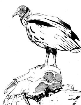 Black Vulture Buitre