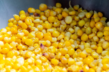 Cooked yellow corn grains, organic product to accompany hot drinks, atoles in Guatemala, Central America. Zea mays
