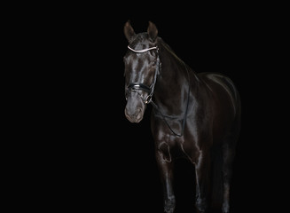 Full body shiny black horse