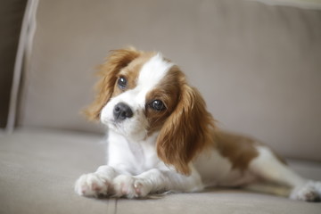 Cavalier king charles spaniel puppy