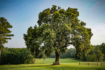 tree on putting green
