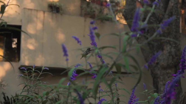 Honey-sucker, sunbird hovering in slow motion between slavia flower search for nectar.