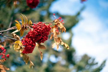 Berries on mountain ash tree
