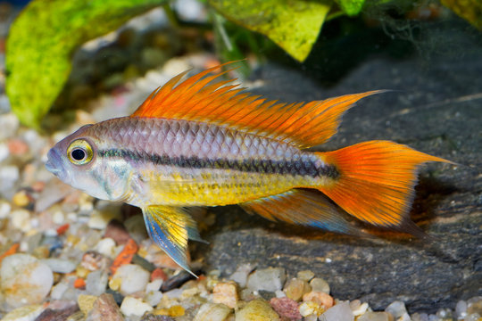 Portrait of aquarium fish - Cockatoo cichlid (Apistogramma cacatuoides) in aquarium