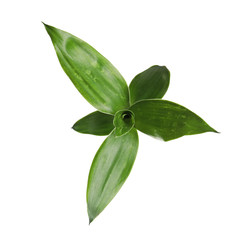 Beautiful green bamboo leaves on white background