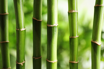 Fototapeta na wymiar Beautiful green bamboo stems on blurred background