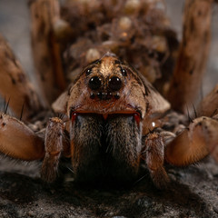 Wolf spider
