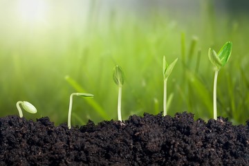 Growth of new life on  background