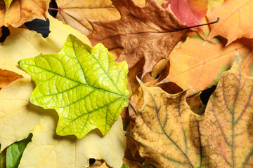 Many autumn leaves as background, top view