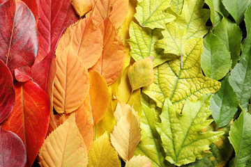 Many colorful autumn leaves as background, top view