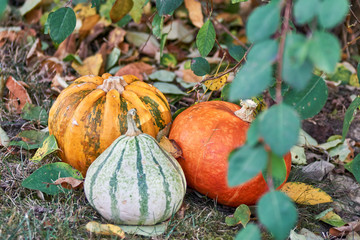 Fototapeta premium Close-Up of orange and green pumpkins on the lawn surrounded by autumnal colored leaves under a green bush in soft focus foreground.