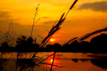 Naklejka premium Silhouette of grass flowers close-up at sunset