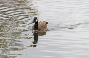 Goose swimming in water 