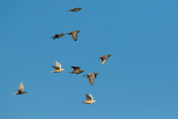 flock of speed racing pigeon flying against clear blue sky