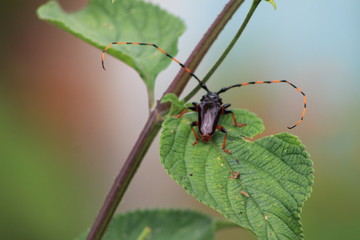 insectos 