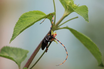 insectos 