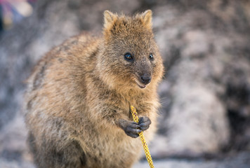 Quokka