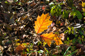 Colorful Translucent Golden Leaves on Forest Floor