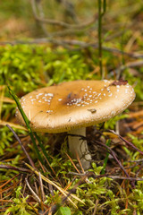 Poisonous mushroom with dots in the forest