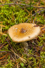 Poisonous mushroom with dots in the forest