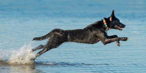 Galloping Dog