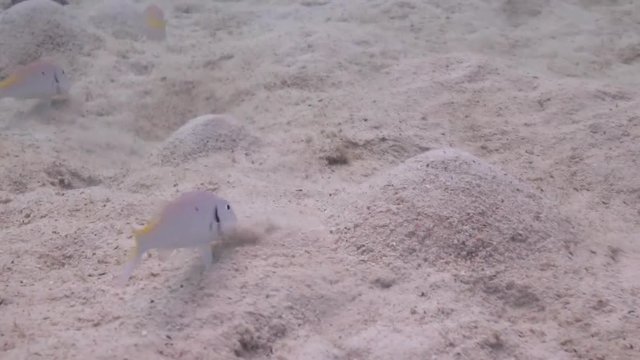 School of small fishes digging the sand looking for something to eat.
