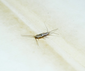 Insect feeding on paper - silverfish. Pest books and newspapers. Lepismatidae, Thermobia domestica.