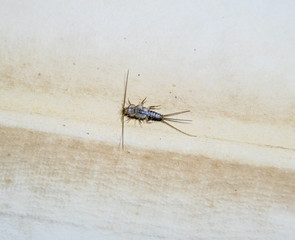 Insect feeding on paper - silverfish. Pest books and newspapers. Lepismatidae, Thermobia domestica.