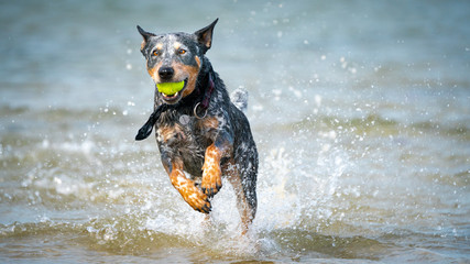 Dog with Ball
