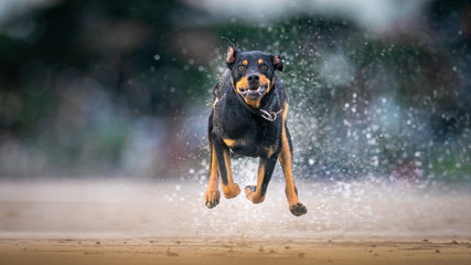 Australian Kelpie or Cattle Dog
