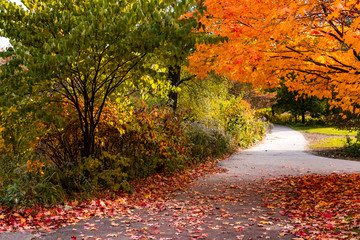 Shaded Trail during Autumn in Lincoln Park Chicago