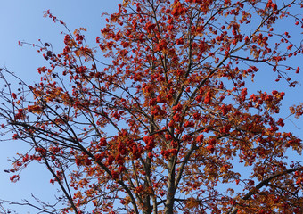 Red rowan berries in autumn on a tree against a blue sky