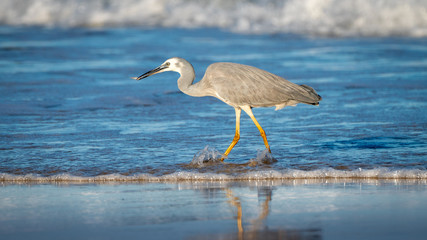 White-faced Heron