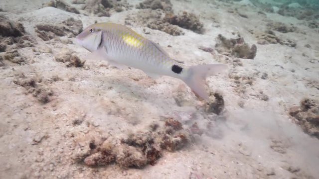Beautiful fish digging over the send looking for something to eat. Accidentally he managed to turn one little rock.