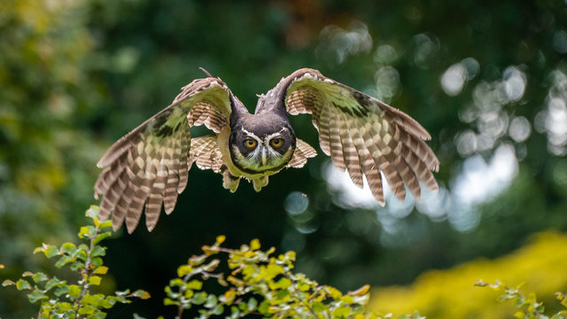 Spectacled )wl