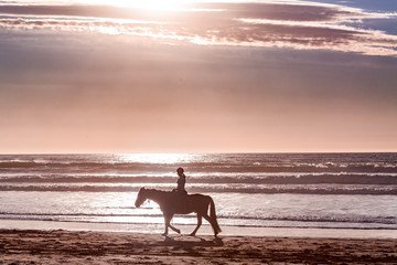 horse on the beach at sunset