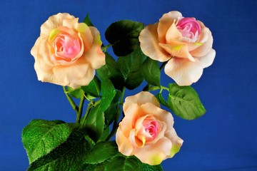 Roses on a bright blue background, immaculate, exemplary flower, 